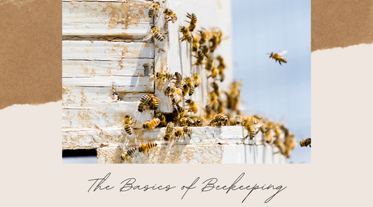 Basics of Beekeeping