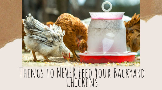 Things to NEVER feed your Backyard Chickens