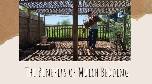 Mulch Bedding in the Chicken Run