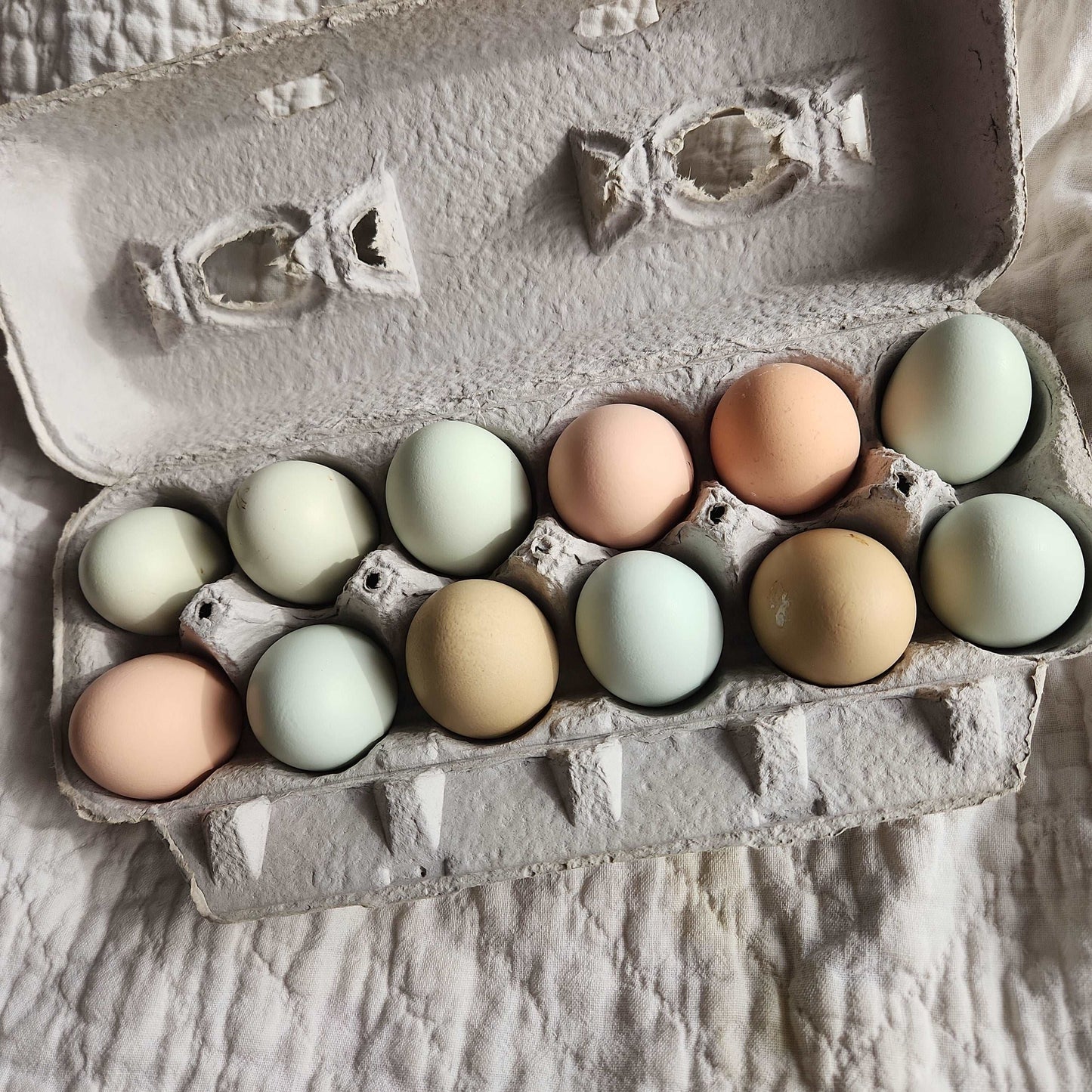 Eggs