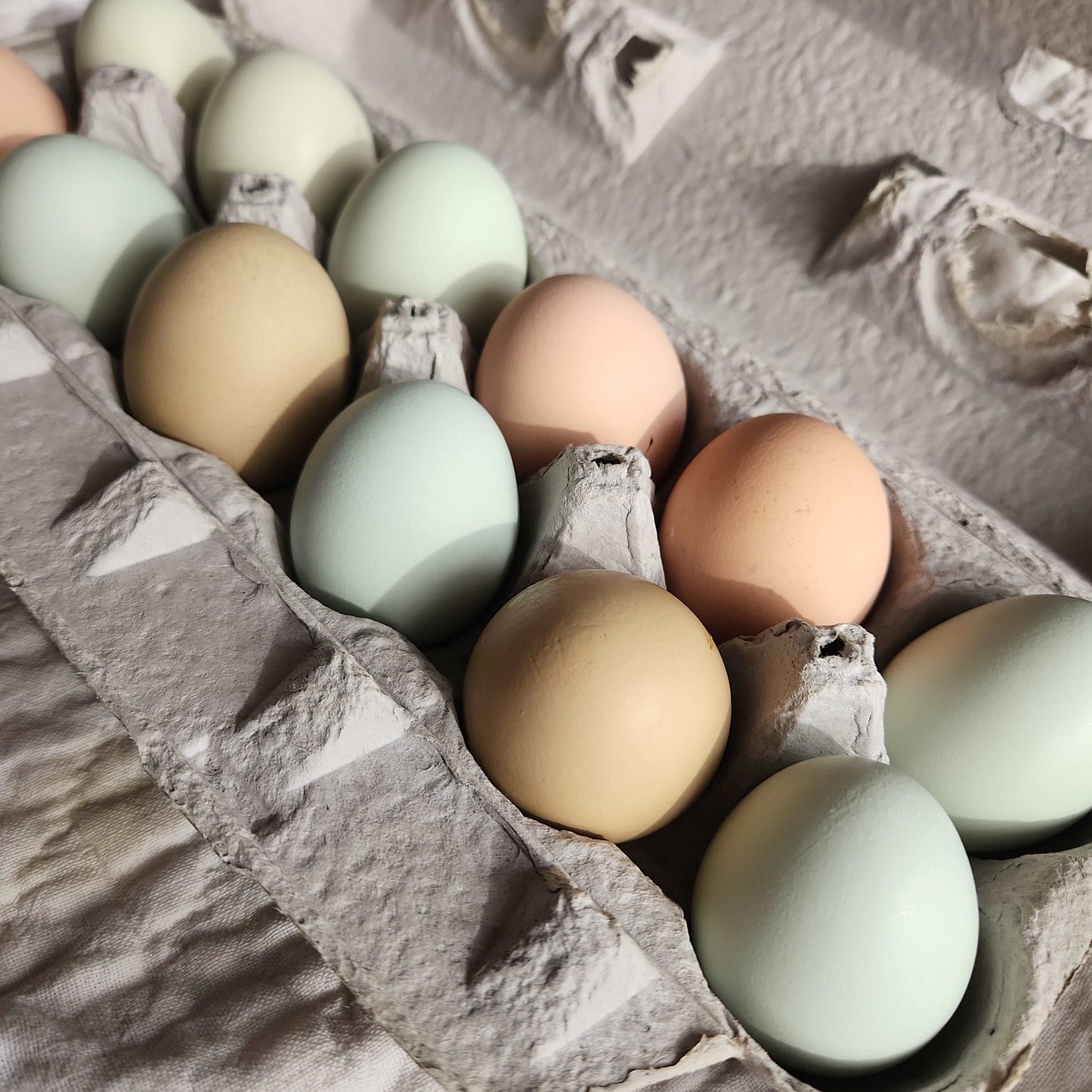 Eggs