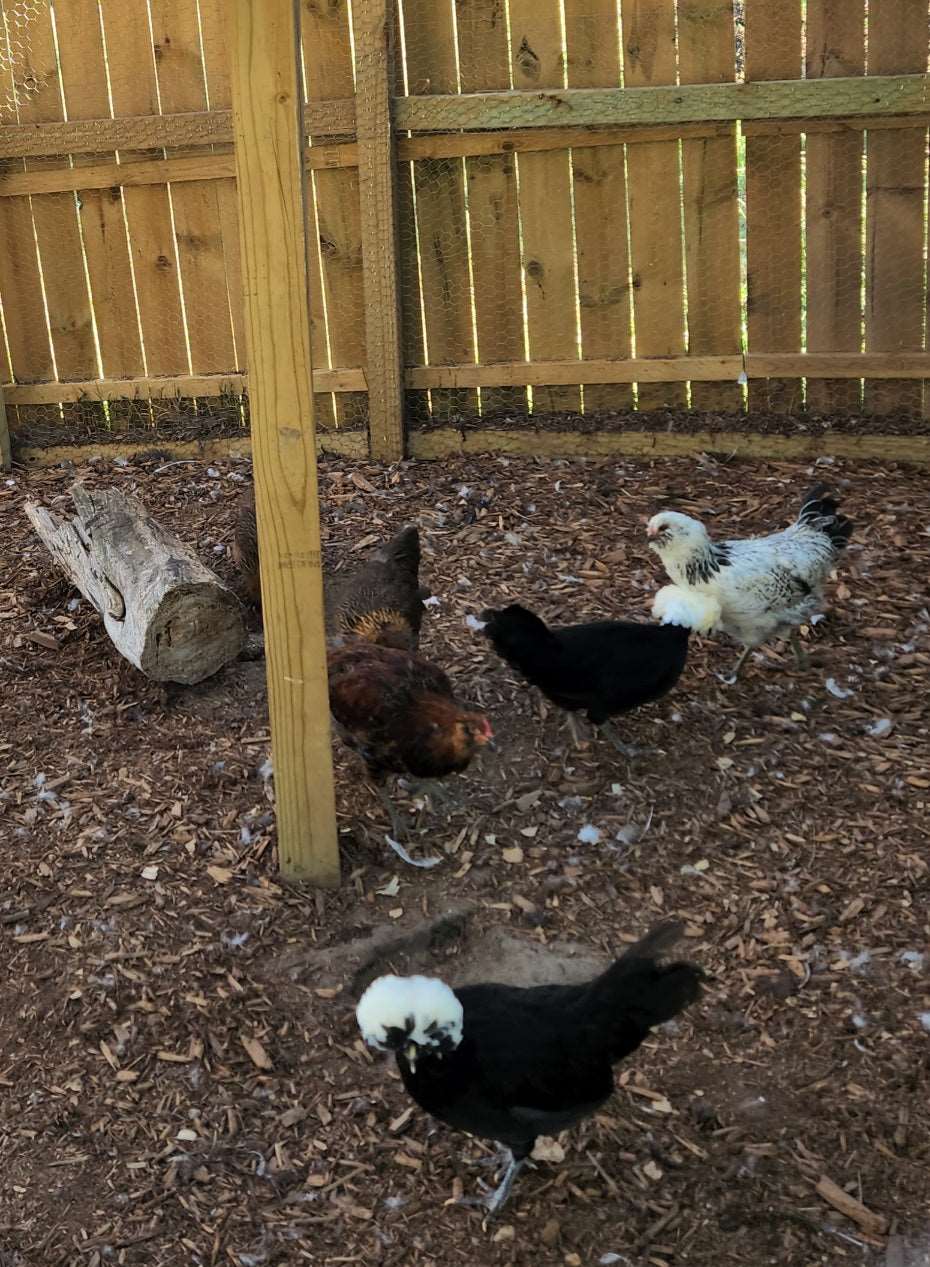 Eggs