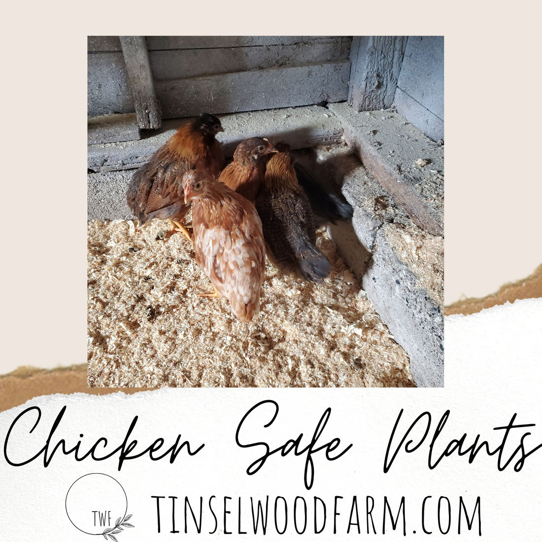 Chicken Safe Plants