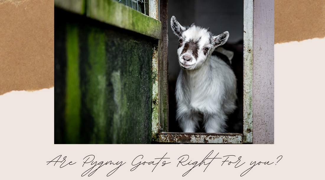Are Pygmy Goats Right For you?