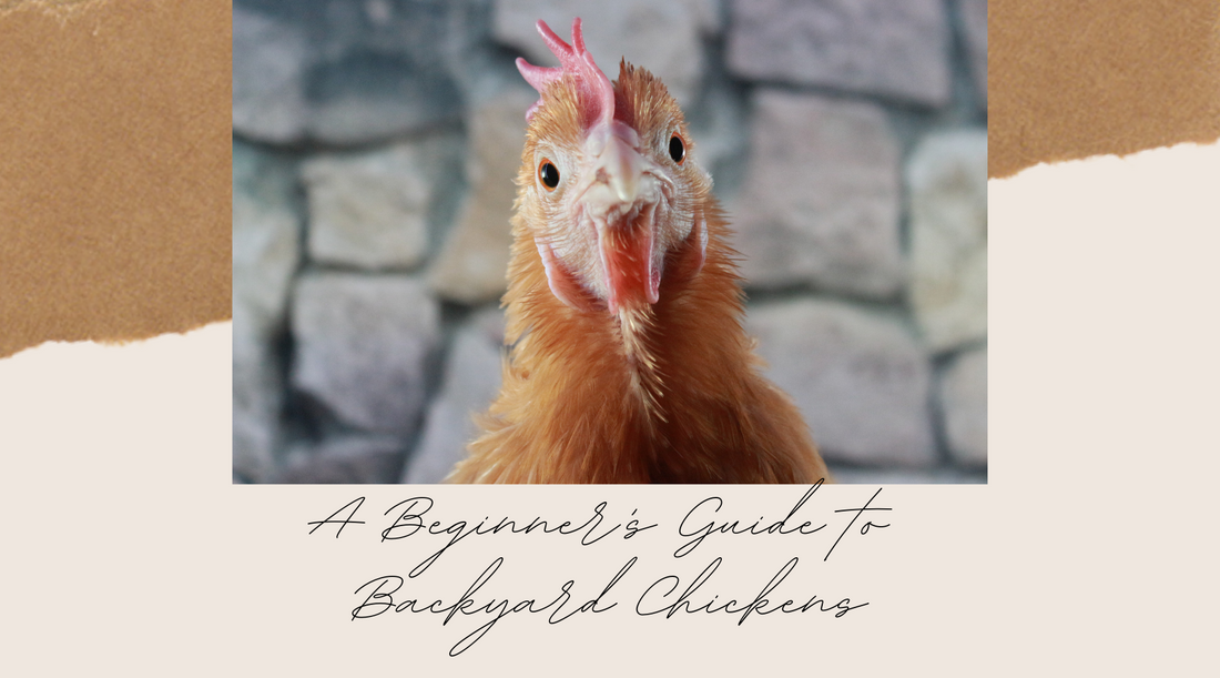 A Beginner's Guide to Backyard Chickens