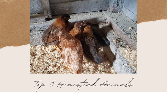 Top 5 Homestead Animals: A Fun-filled Guide!
