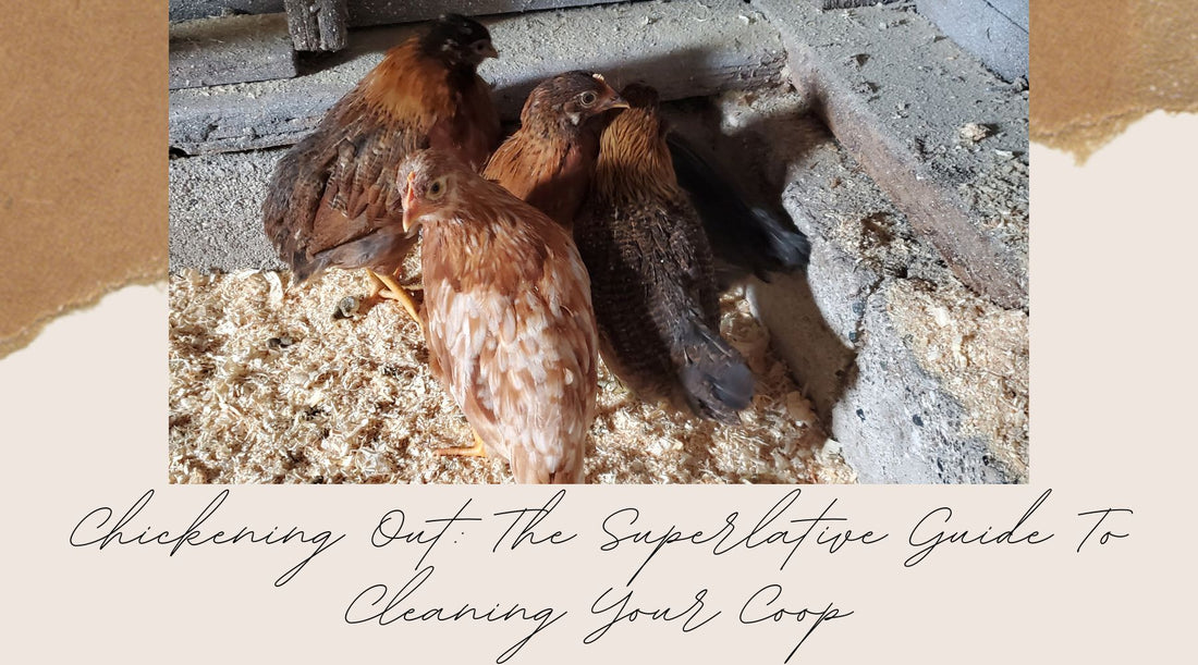 Chickening Out: The Superlative Guide To Cleaning Your Coop