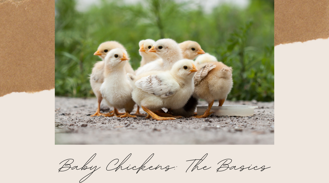 Baby Chickens: The Basics