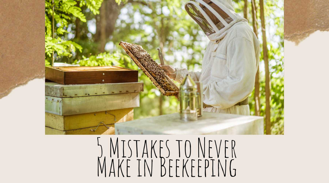 5 Mistakes to Never Make in Beekeeping
