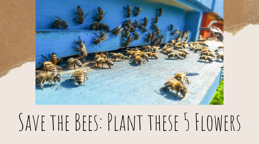 Save the Bees: Plant these 5 Flowers