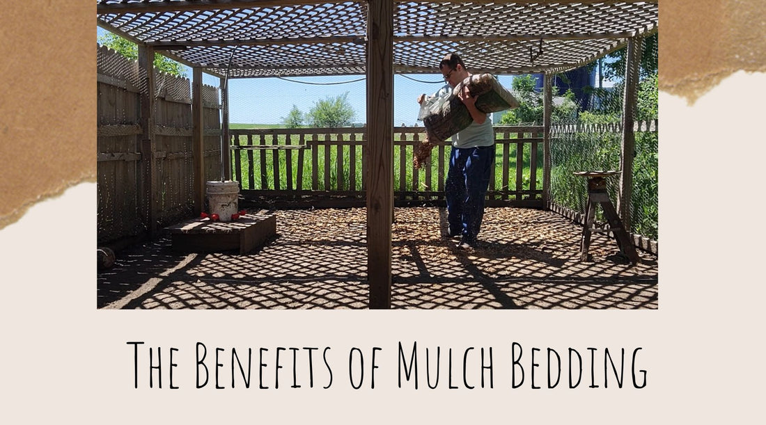 Mulch Bedding in the Chicken Run