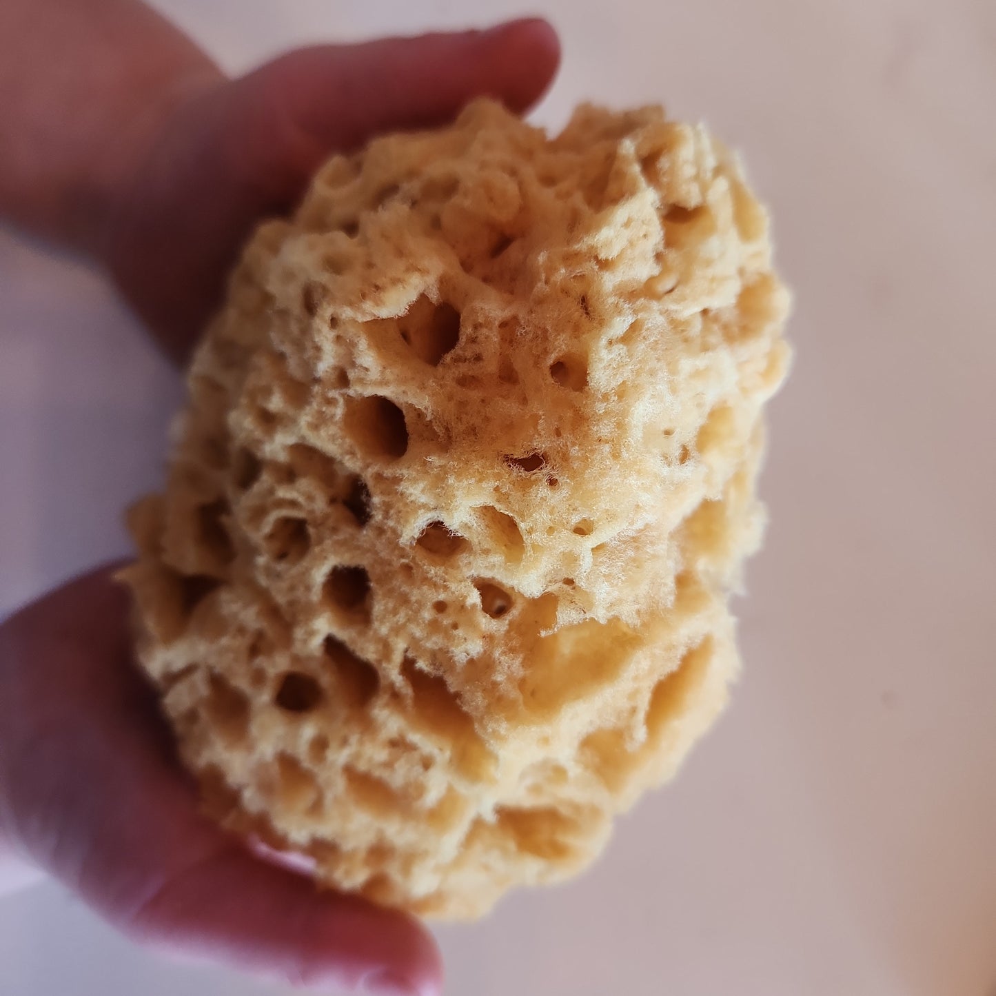 Dead Sea Sponge (Natural)